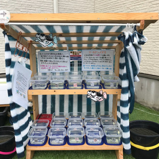 ゴールデンメダカ無人販売所 オーロラ黒ラメ 黄桜ラメ 紅帝ラメ スターダスト ダルマなどの画像