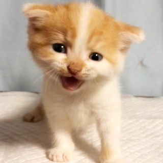 ７月１８日生まれのスコティッシュちゃん