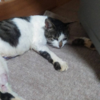 1〜3歳くらい　メス猫　避妊済み