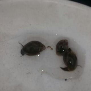 サカマキガイ 一匹五円　逆巻貝　メダカ　金魚　餌
