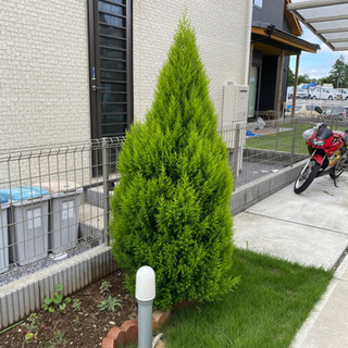 取りに来れる方どうぞの画像