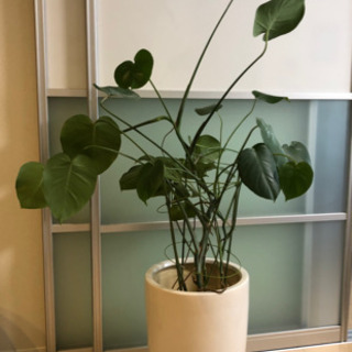 【お譲り先決定】観葉植物（大鉢付）
