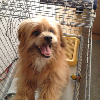 シーズー×ポメ　ミックス犬　14歳 男の子 - 犬