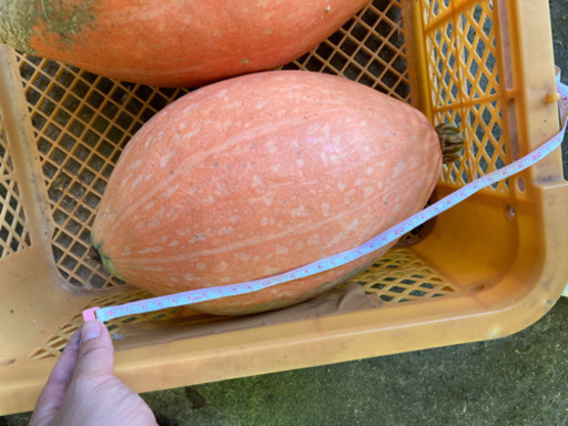 ハロウィン　カボチャ3個