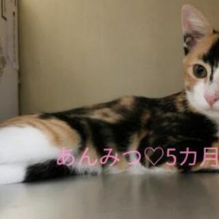 爪切りOK(^^)v♡かまって三毛ちゃん − 三重県