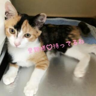 爪切りOK(^^)v♡かまって三毛ちゃん - 猫