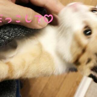 爪切りOK(^^)v♡かまって三毛ちゃん - 里親募集