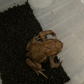 アズマヒキガエルa