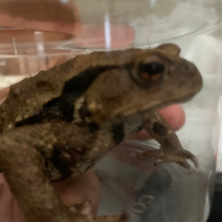 アズマヒキガエルaの画像