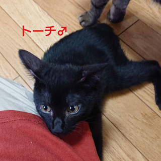 カギ尻尾が可愛い黒猫トーチ君、里親様募集
