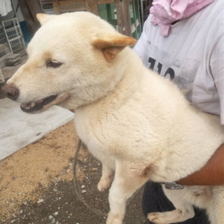 シニア柴犬シロちゃん　新しい家族を募集します。