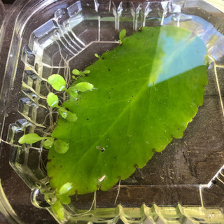 マザーリーフ　観葉植物