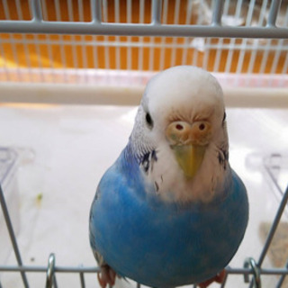 江別市若草町アカシアの街にてセキセイインコが逃げました