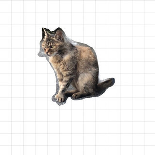 困っている猫を保護してくださる方を探しています