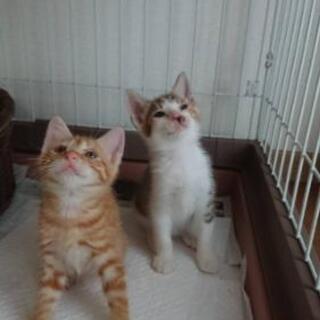 子猫２匹の里親さん募集