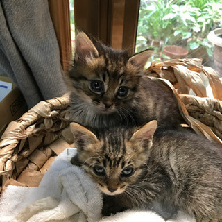 子猫2匹キジトラ