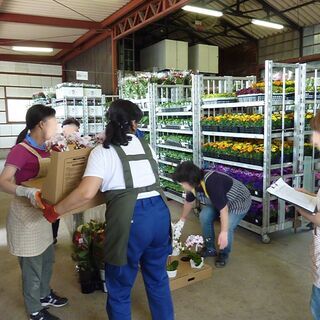 アルバイト急募！　花のシール貼り・仕分け作業！　構内作業員アルバイト急募！　お花に囲まれてお仕事しませんか？の画像
