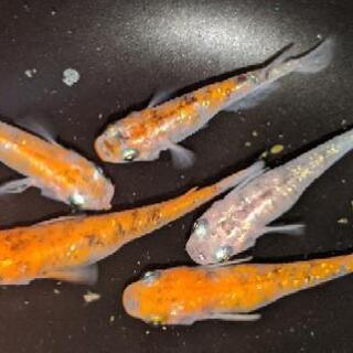 メダカ　三色ラメ　稚魚15匹の画像