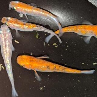 メダカ　三色ラメ　稚魚15匹の画像