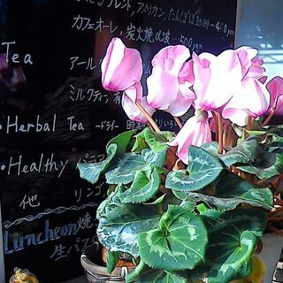 日常英会話を楽しく学ぼう　in  Gallery Cafe かえる