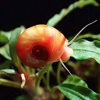 レッドラムズホーンの画像