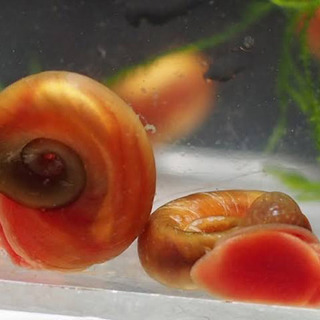 レッドラムズホーンの画像