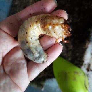 ①35g特大カブトムシ幼虫20匹+保証数匹とケースセット！