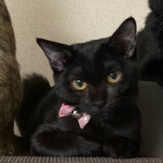 里親様決まりました。  人懐っこく1人遊びが大好き。手がかからな...