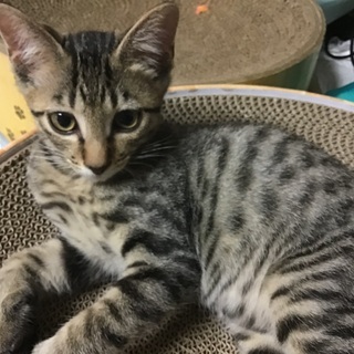 キジトラ雄、サバトラ雌の兄妹🐅２匹です。里親決まりました有難うご...