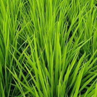 令和元年 お米 コシヒカリ30キロ