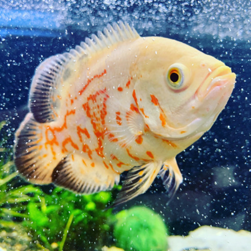 熱帯魚オスカー (シン) 唐津の買いたい/くださいの助け合い