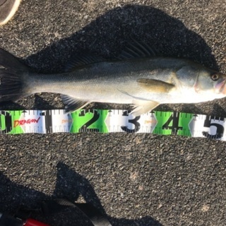 釣り友達募集🤝 − 愛知県