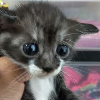 子猫、生後約１か月:里親募集