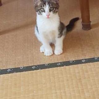 トライアル中★避妊去勢費用負担します。生後2~3ヶ月の間と思います。 - 猫