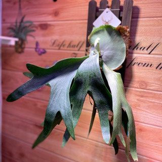 観葉植物　コウモリラン　ビカクシダ　ネザーランド　板付