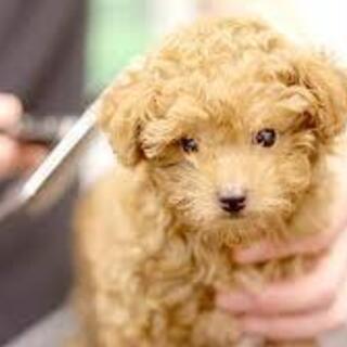 【大阪府東大阪市】トリマーさん大募集‼【準社員】🐶🐩✨💕の画像