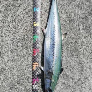 釣り仲間欲しいす。 - 大阪市