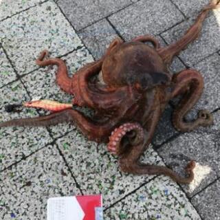 釣り仲間欲しいす。 − 大阪府
