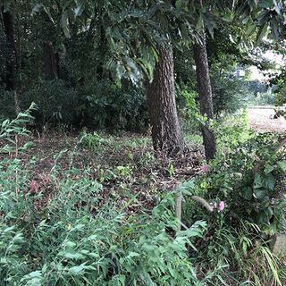【成約済】山林物件　茨城県猿島郡③ - 不動産