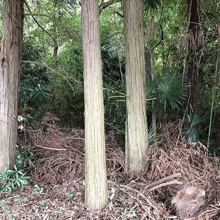 【成約済】山林物件　茨城県猿島郡③ - 土地販売/土地売買