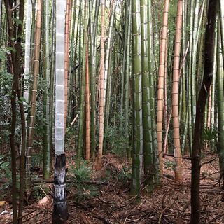 【成約済】山林物件　茨城県猿島郡境町①