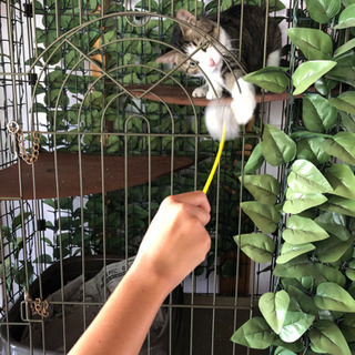 ペットホテル受け付け中 - 八代市