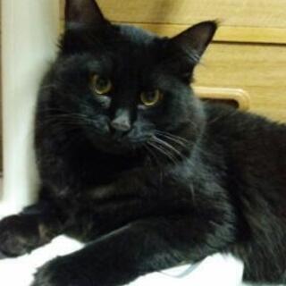 募集は終わりました　令和元年8月8日生まれ　黒猫男の子2匹　白黒...