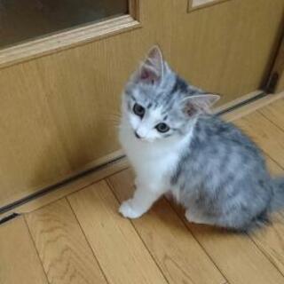 大切にしてくれる家族募集