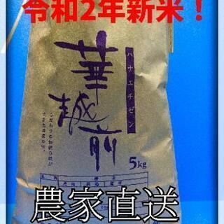新米　令和2年　福井県産　ハナエチゼン②　玄米30kg