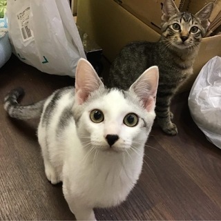 サバ白とキジトラの仲良し兄弟