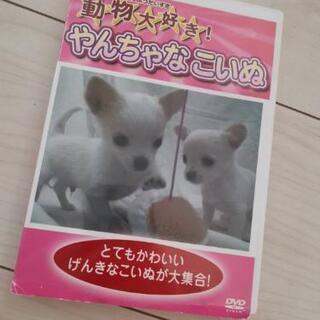 やんちゃなこいぬのDVD