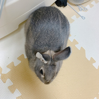 ネザーランドドワーフ　11ヶ月