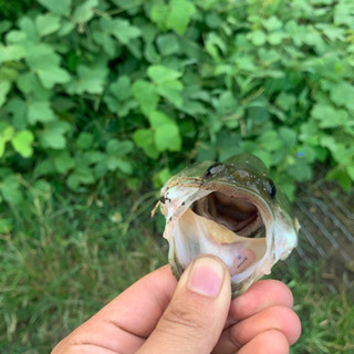 バス釣り初心者です！一緒にやれる方いませんか！ - その他