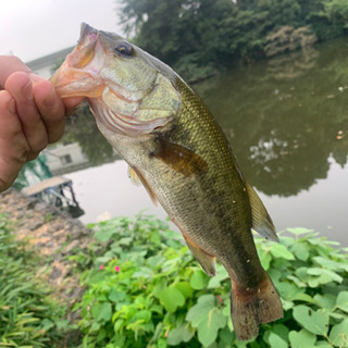 バス釣り初心者です！一緒にやれる方いませんか！ - 古河市